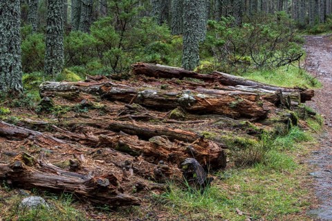 Piles of decaying pine logs rotting as deadwood on the forest floor