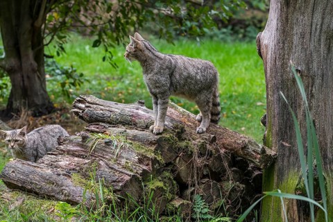European wildcat