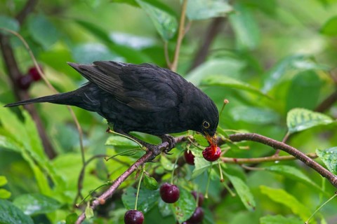 Blackbird
