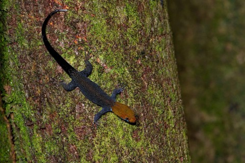 Yellow-headed gecko