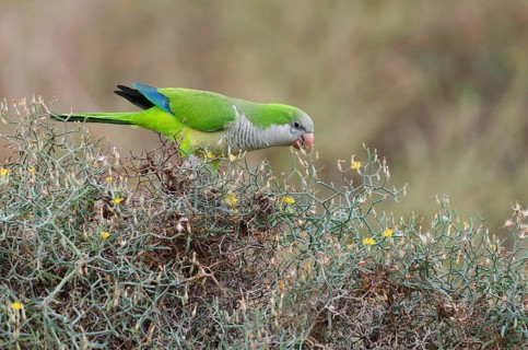 (Myiopsitta monachus)