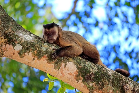 Brown Capuchin