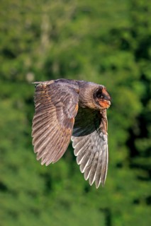Sao Tome Barn Owl
