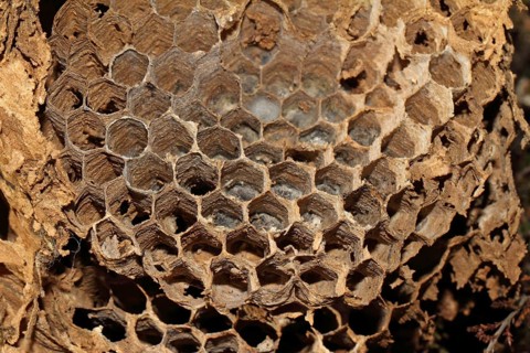 Hornet
