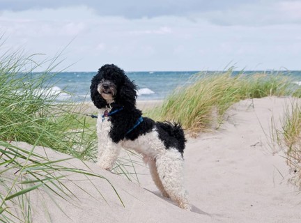 Harlequin Poodle
