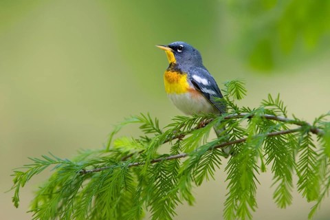 Northern parula
