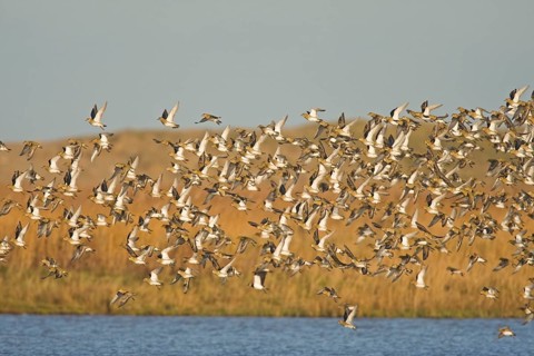 European golden plover