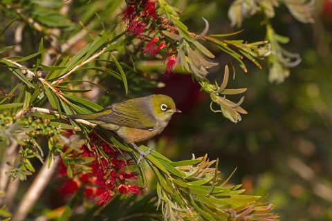 Silvereye