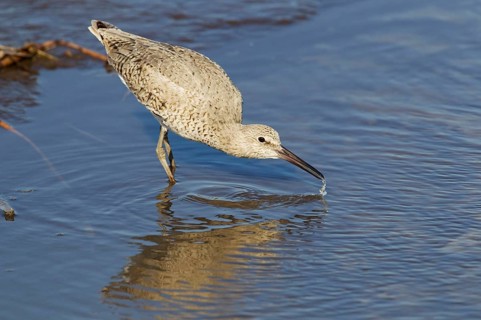 Willet