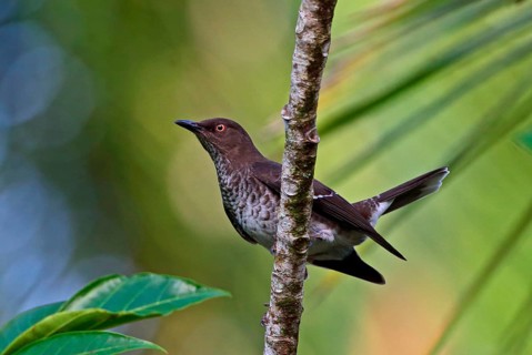 Scaly-breasted Thrasher