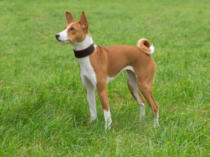 Domestic dog