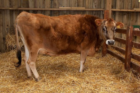 Domestic Cattle