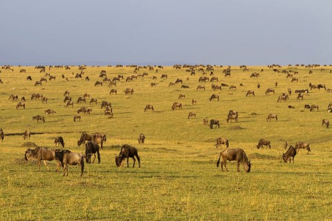 Western blue wildebeest