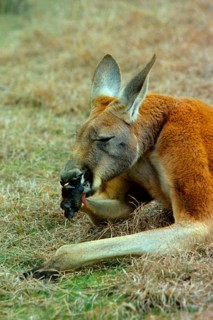 Red kangaroo