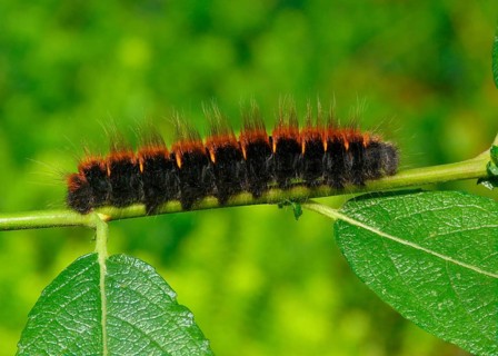 Fox moth