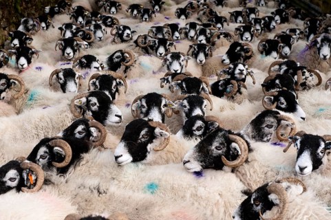 Domestic Sheep