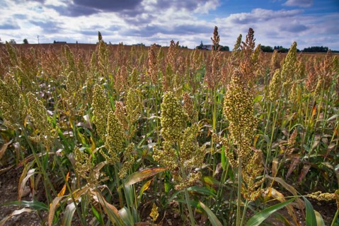 Sorghum