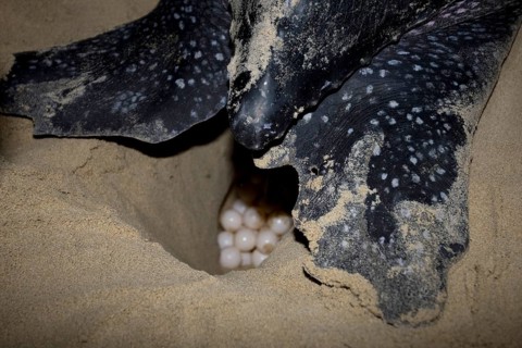 Leatherback sea turtle