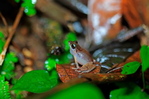 Antillean whistling frog