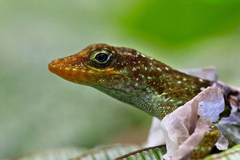Dominican Anole