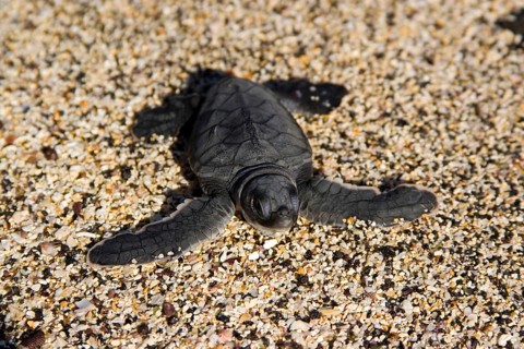 Chelonia mydas agassizi