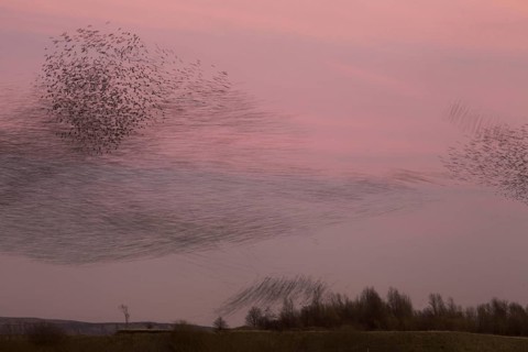 Common Starling
