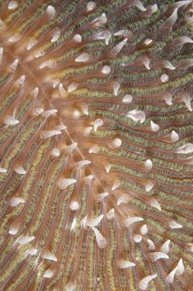 Mushroom coral