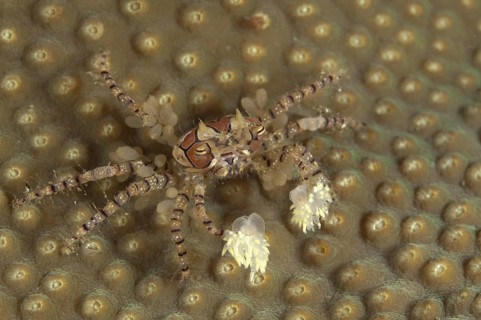 Boxer crab