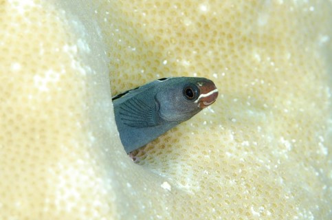 Sabre blenny