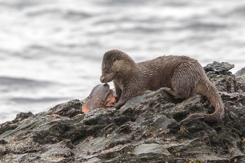 Otter eating lumpsucker fish on a rock at low tide