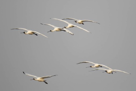 Black-faced Spoonbill