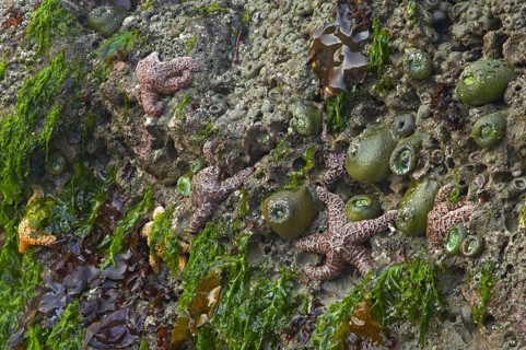 Ochre Seastar