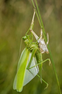 Great Green Bush-cricket