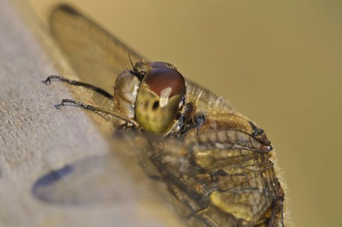 Common common darter