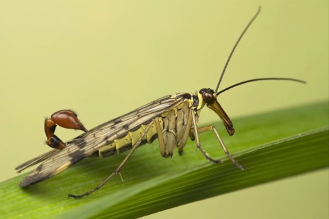 Common Scorpionfly