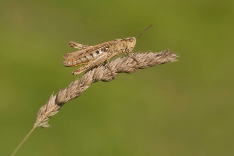 Common Field Grasshopper