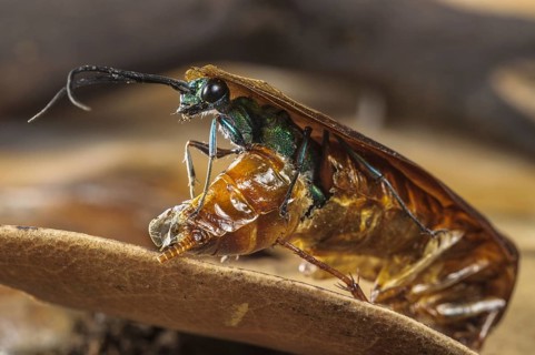 Emerald cockroach wasp