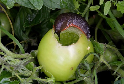 Red Slug