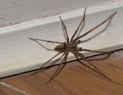 Giant House Spider
