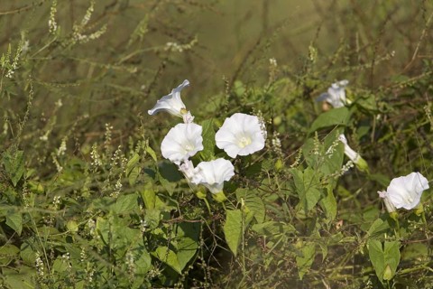 Hedge Bindweed
