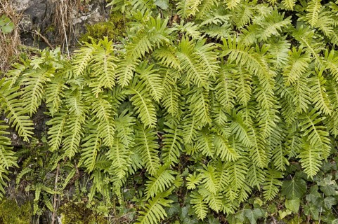 Southern Polypody
