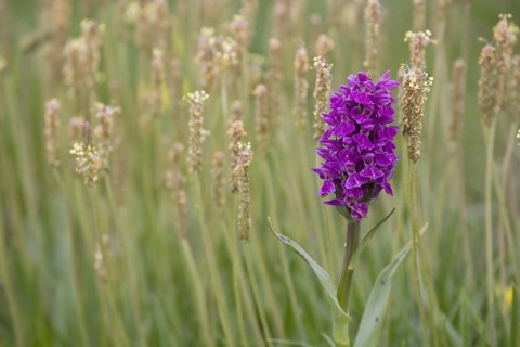Flowering Northern Marsh Orchid