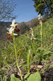Early Spider Orchid