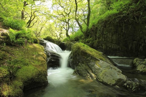 Woodland stream with cascades