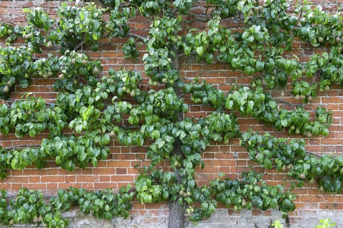 Common european pear