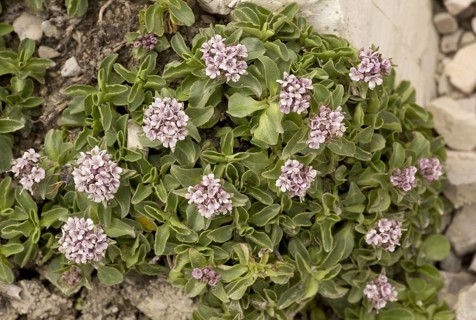 Dwarf Valerian