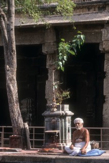 A Priest sitting under the sacred tulsi