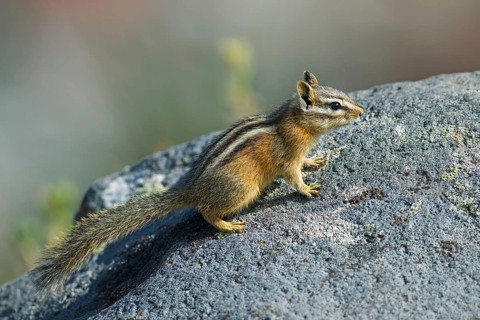 Least chipmunk