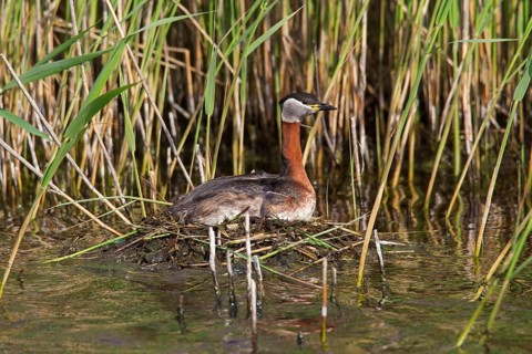 Red-necked grebe