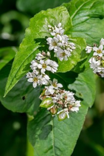 Common buckwheat